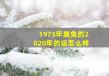 1975年属兔的2020年的运怎么样