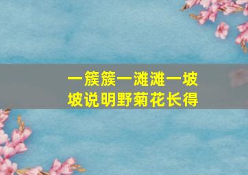 一簇簇一滩滩一坡坡说明野菊花长得