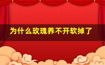 为什么玫瑰养不开软掉了