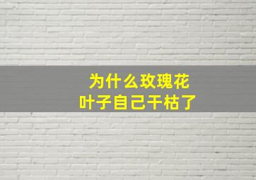 为什么玫瑰花叶子自己干枯了