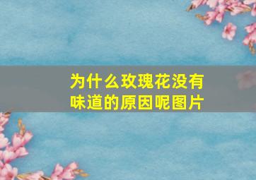 为什么玫瑰花没有味道的原因呢图片