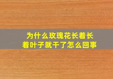 为什么玫瑰花长着长着叶子就干了怎么回事