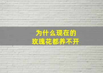 为什么现在的玫瑰花都养不开