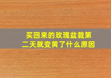 买回来的玫瑰盆栽第二天就变黄了什么原因