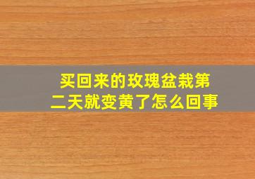 买回来的玫瑰盆栽第二天就变黄了怎么回事