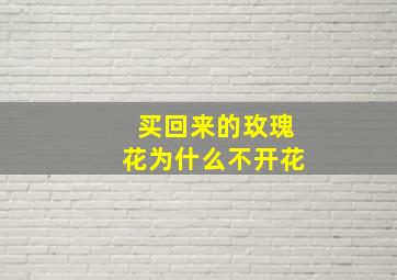 买回来的玫瑰花为什么不开花