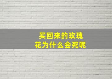 买回来的玫瑰花为什么会死呢