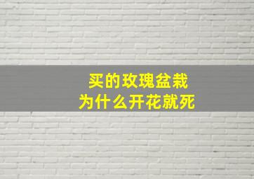 买的玫瑰盆栽为什么开花就死