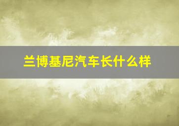 兰博基尼汽车长什么样