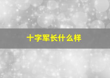 十字军长什么样