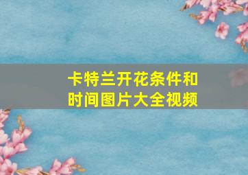 卡特兰开花条件和时间图片大全视频