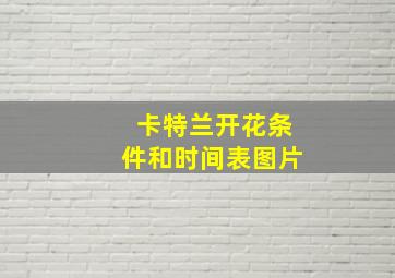 卡特兰开花条件和时间表图片