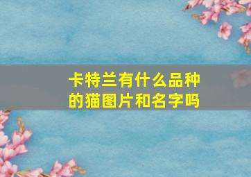 卡特兰有什么品种的猫图片和名字吗