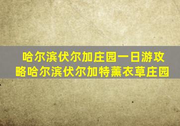 哈尔滨伏尔加庄园一日游攻略哈尔滨伏尔加特薰衣草庄园