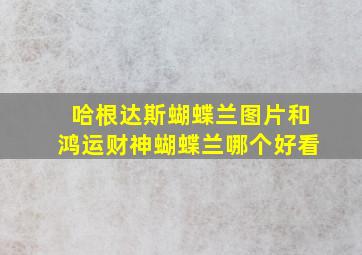 哈根达斯蝴蝶兰图片和鸿运财神蝴蝶兰哪个好看