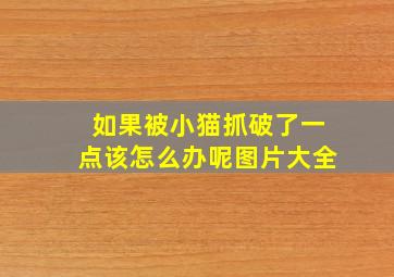 如果被小猫抓破了一点该怎么办呢图片大全