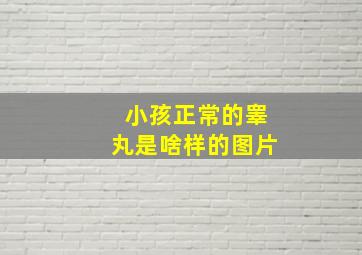 小孩正常的睾丸是啥样的图片