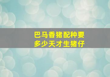 巴马香猪配种要多少天才生猪仔