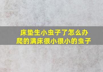 床垫生小虫子了怎么办爬的满床很小很小的虫子