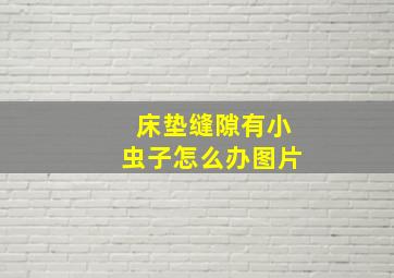 床垫缝隙有小虫子怎么办图片