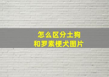 怎么区分土狗和罗素梗犬图片