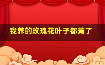 我养的玫瑰花叶子都蔫了