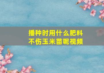 播种时用什么肥料不伤玉米苗呢视频