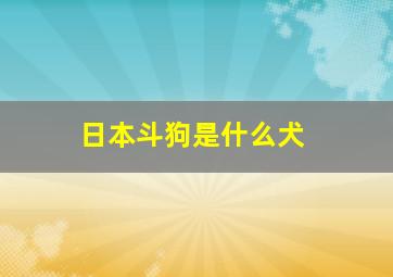 日本斗狗是什么犬