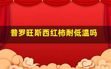 普罗旺斯西红柿耐低温吗