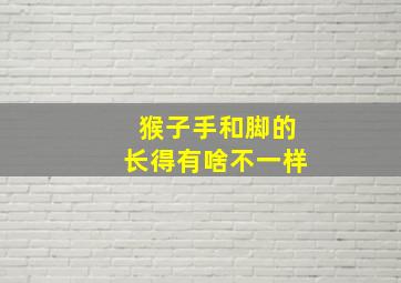 猴子手和脚的长得有啥不一样