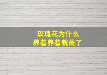 玫瑰花为什么养着养着就蔫了