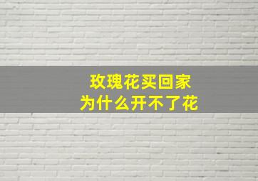 玫瑰花买回家为什么开不了花