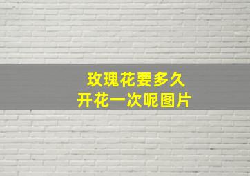 玫瑰花要多久开花一次呢图片