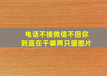 电话不接微信不回你到底在干嘛两只猫图片