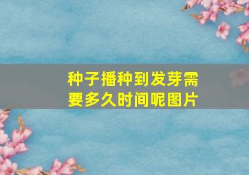 种子播种到发芽需要多久时间呢图片