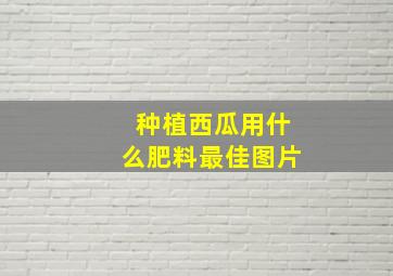 种植西瓜用什么肥料最佳图片