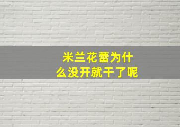 米兰花蕾为什么没开就干了呢