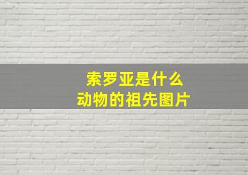 索罗亚是什么动物的祖先图片