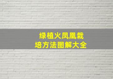 绿植火凤凰栽培方法图解大全