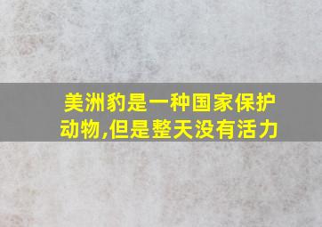 美洲豹是一种国家保护动物,但是整天没有活力