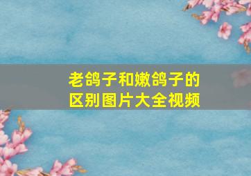 老鸽子和嫩鸽子的区别图片大全视频