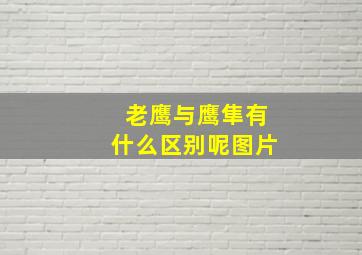 老鹰与鹰隼有什么区别呢图片