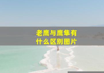 老鹰与鹰隼有什么区别图片