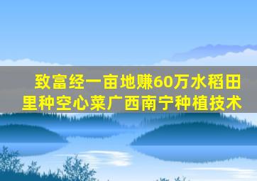 致富经一亩地赚60万水稻田里种空心菜广西南宁种植技术