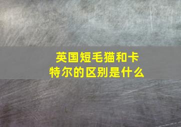 英国短毛猫和卡特尔的区别是什么