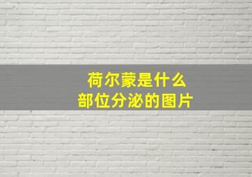 荷尔蒙是什么部位分泌的图片