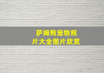 萨姆狗宠物照片大全图片欣赏