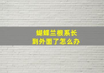 蝴蝶兰根系长到外面了怎么办