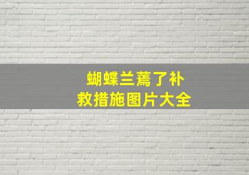 蝴蝶兰蔫了补救措施图片大全