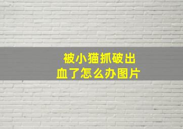 被小猫抓破出血了怎么办图片